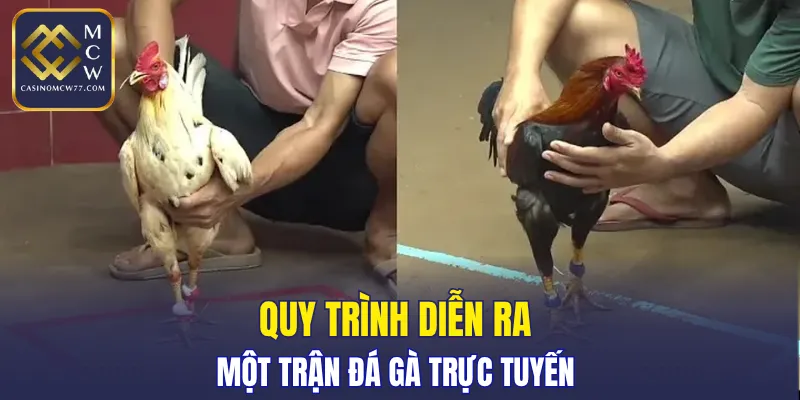 Quy trình diễn ra một trận đá gà trực tuyến